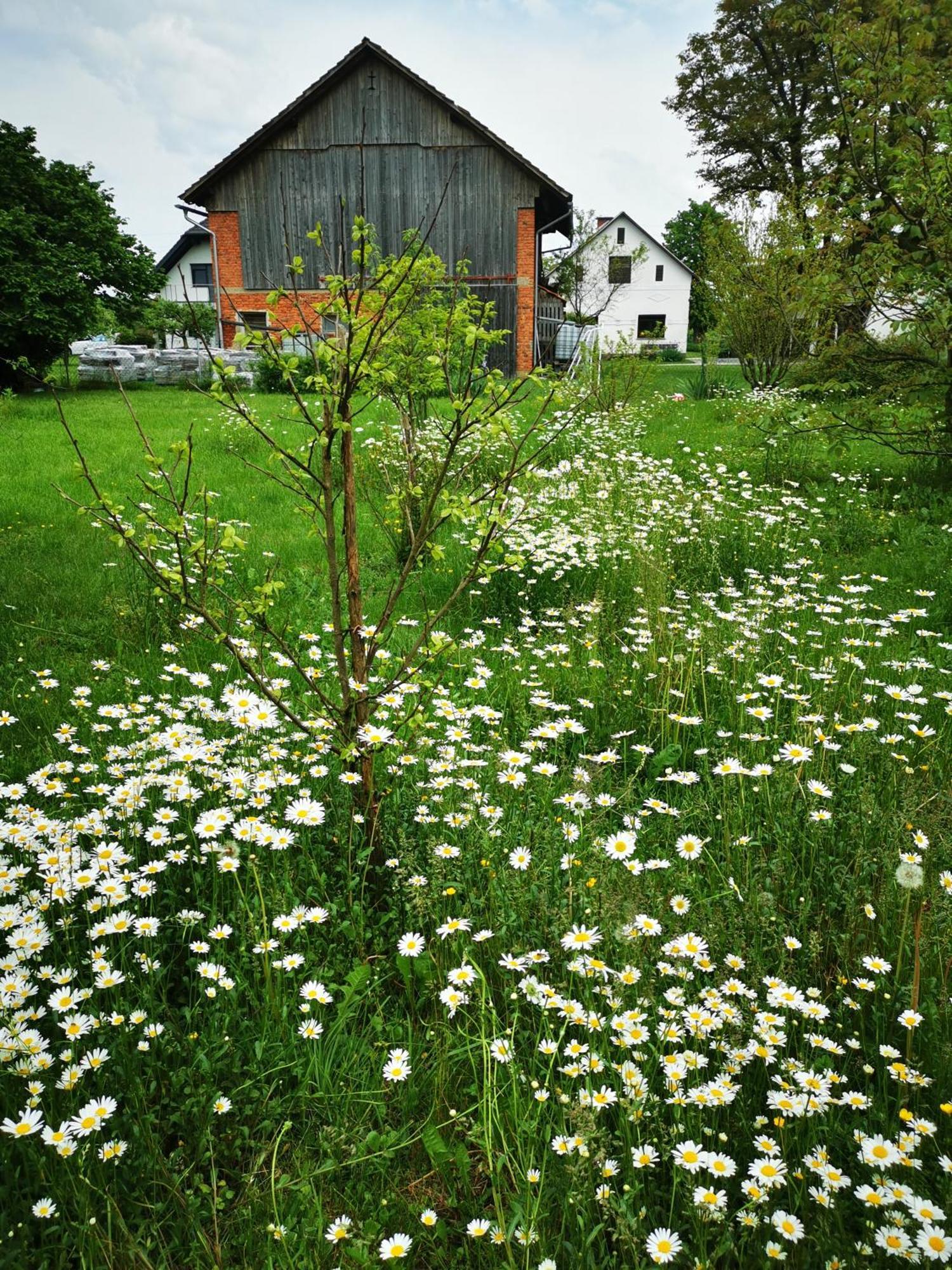 Merikotka - A Cozy Wooden Cottage, Slovenia Braslovce Dış mekan fotoğraf